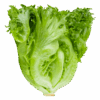 Whole Foods Market, Romaine Hearts Salad Bag Organic